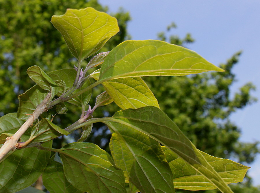 Image of Clerodendrum trichotomum var. fargesii specimen.