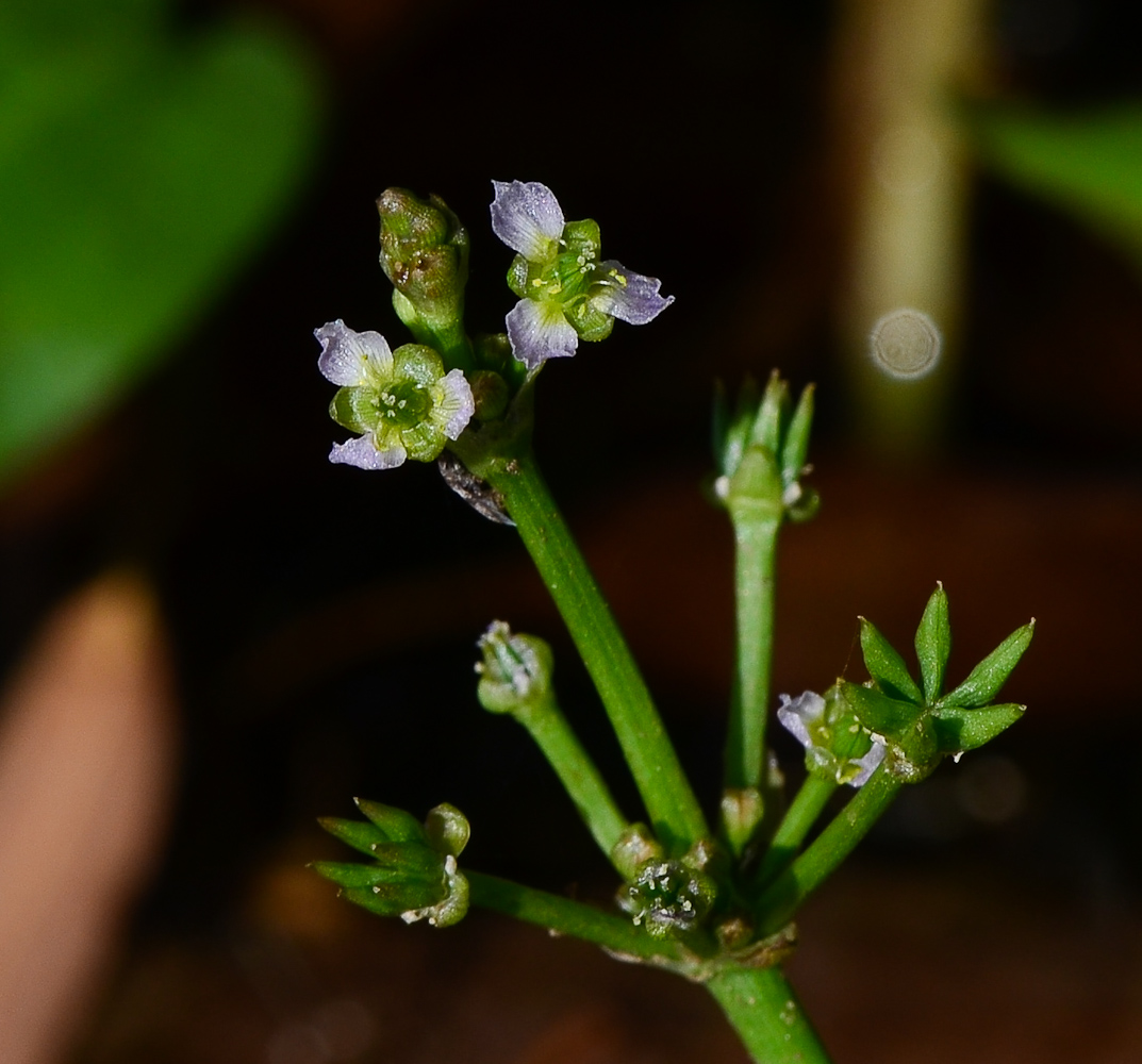 Изображение особи Damasonium alisma.