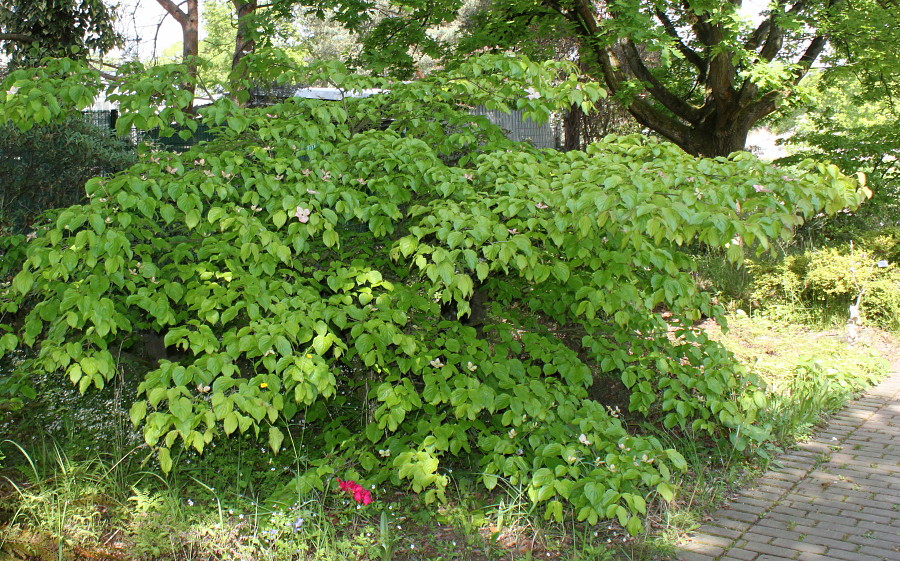 Image of genus Cynoxylon specimen.