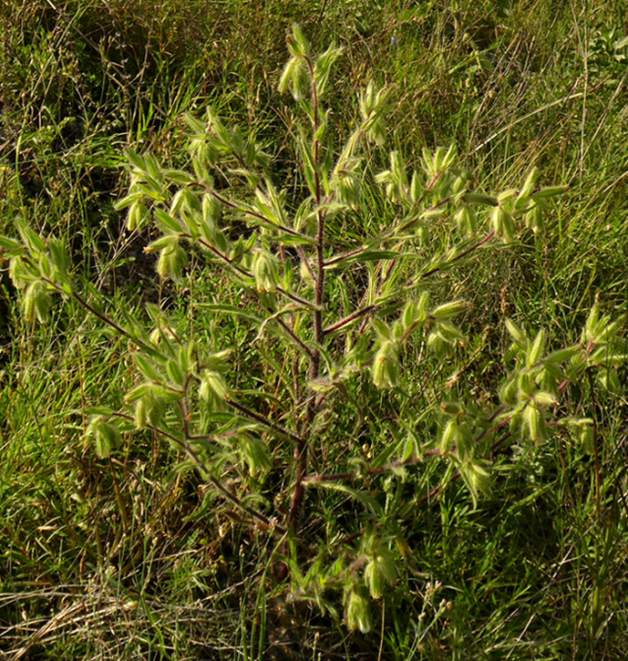 Image of Onosma visianii specimen.