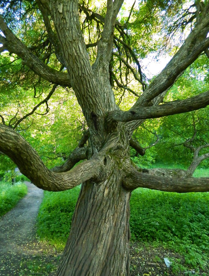 Image of Salix fragilis var. sphaerica specimen.