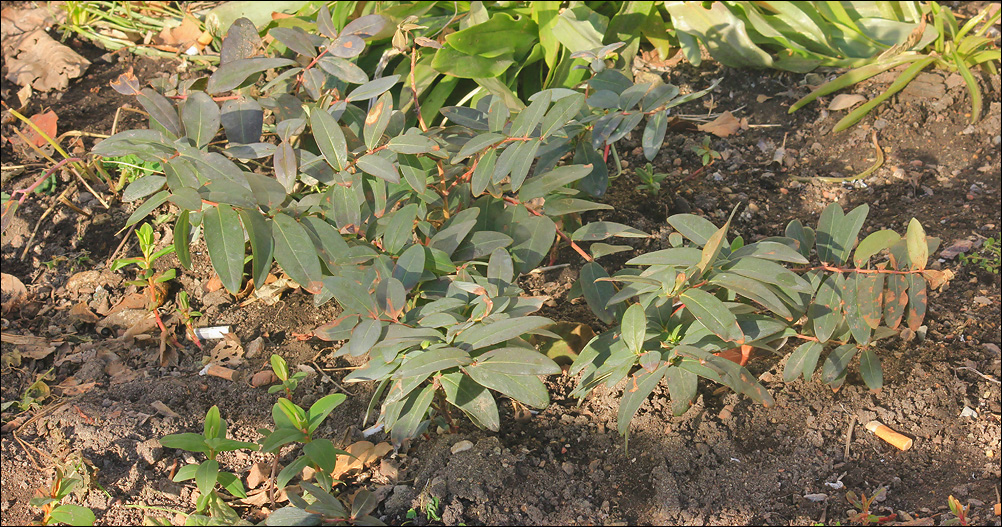 Image of Hypericum calycinum specimen.