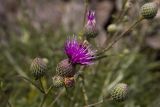 Ptilostemon chamaepeuce