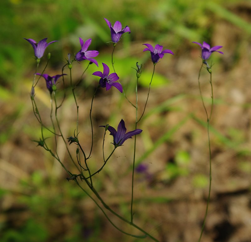 Image of Campanula patula specimen.