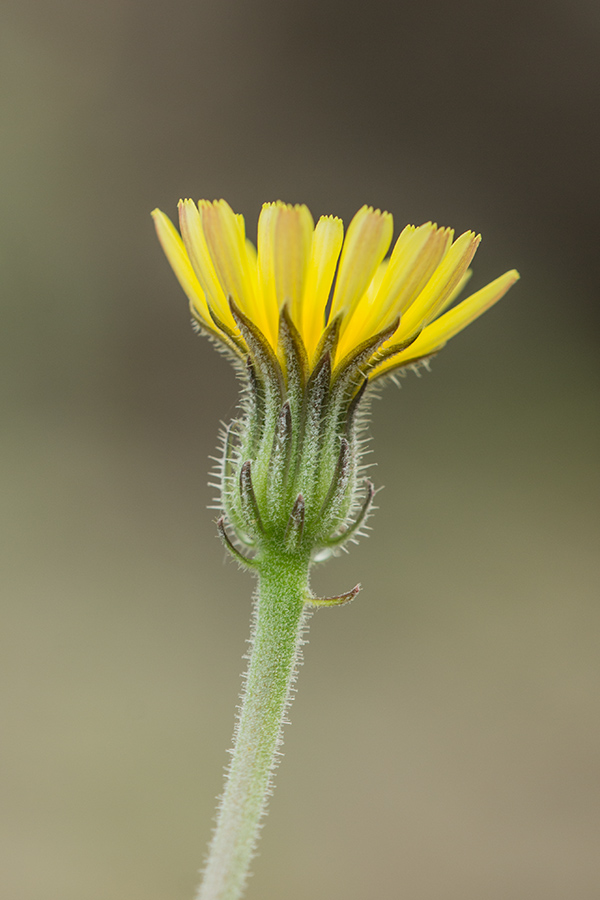 Изображение особи Picris pauciflora.