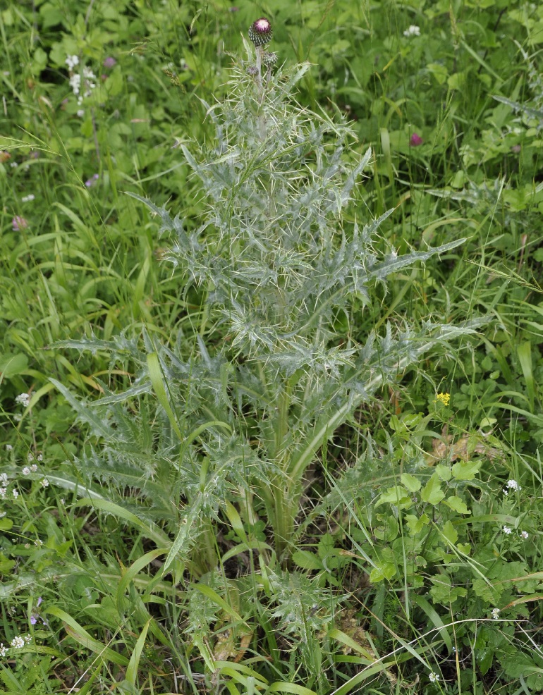 Image of Cirsium tymphaeum specimen.