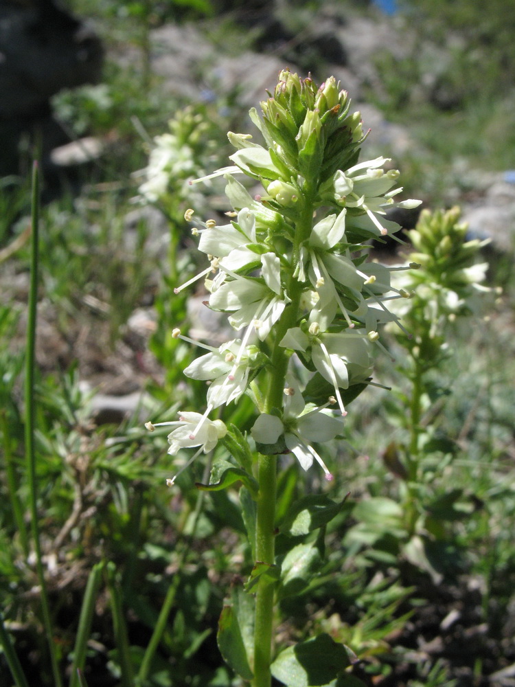 Image of Veronica tianschanica specimen.