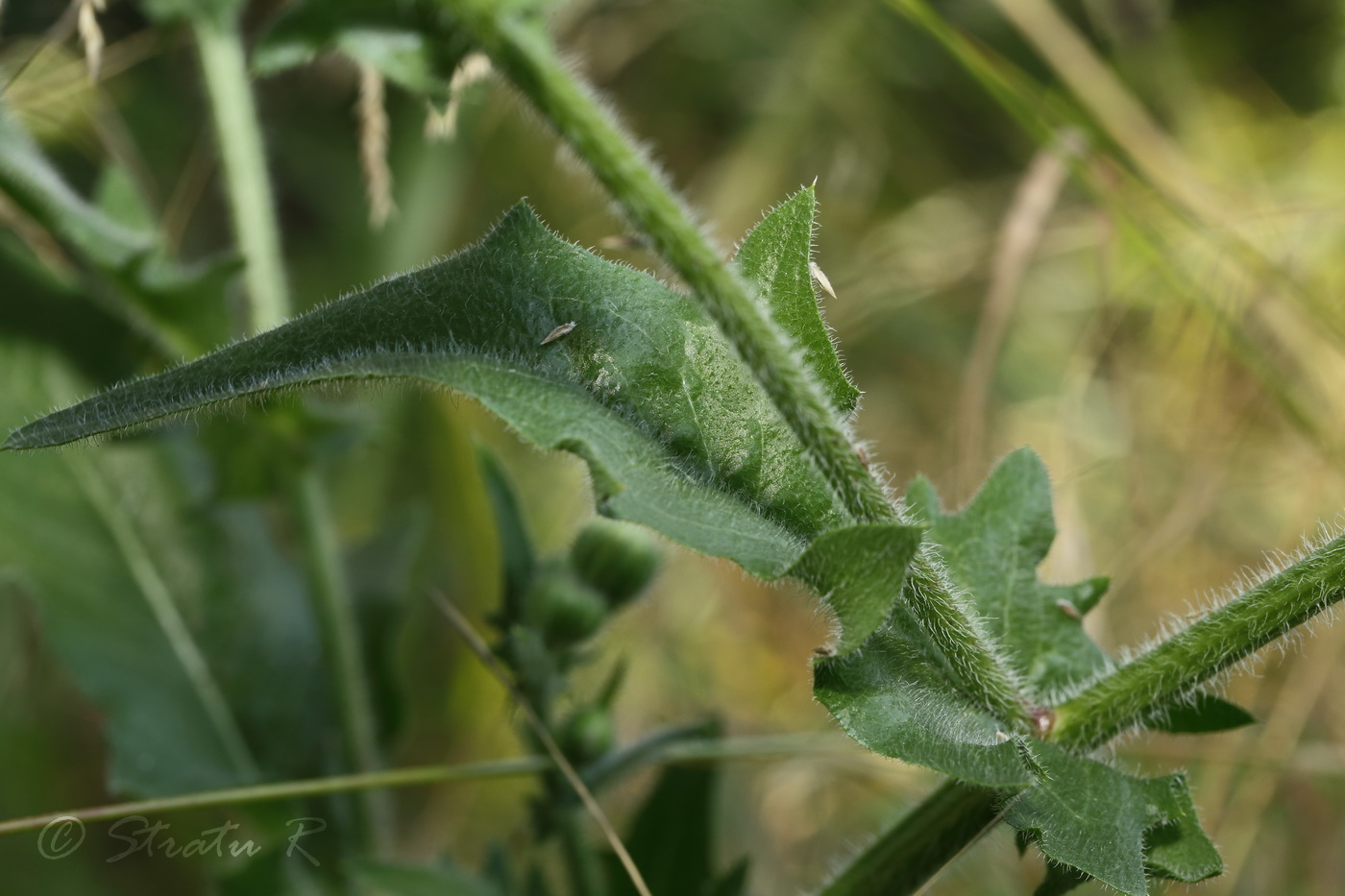 Image of Crepis rhoeadifolia specimen.