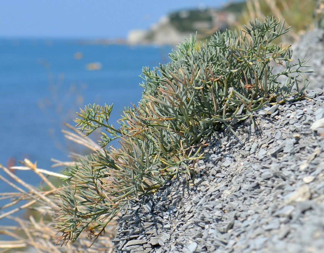 Image of Seseli ponticum specimen.