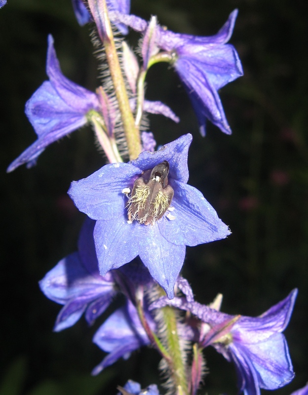 Image of Delphinium retropilosum specimen.