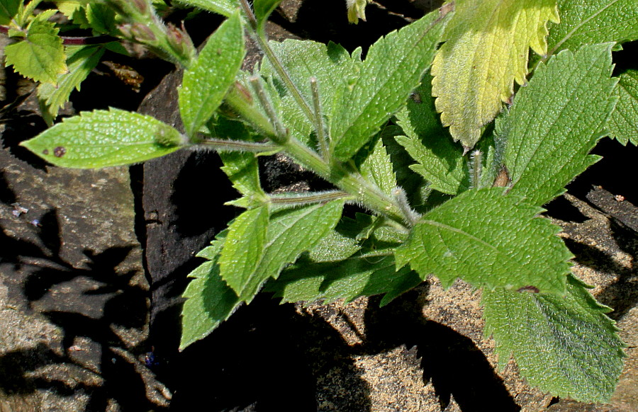 Image of genus Verbena specimen.