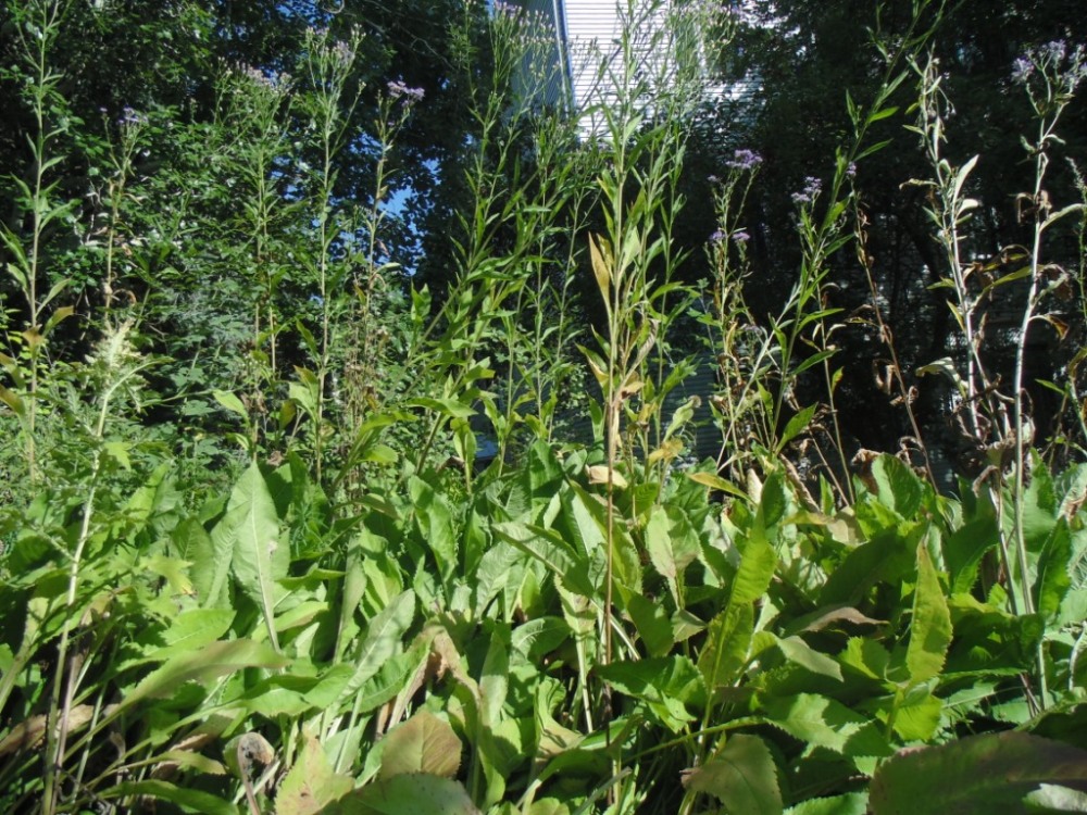 Image of Aster tataricus specimen.