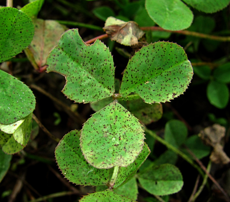 Image of Trifolium repens specimen.