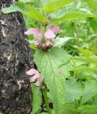 Lamium barbatum. Побеги с соцветиями и фуражирующими муравьями. Приморский край, Владивосток, на склоне выше Ботанического сада. 02.06.2008.