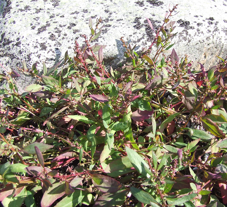 Image of Atriplex kuzenevae specimen.