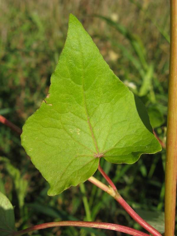 Изображение особи Fagopyrum esculentum.