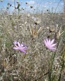 Xeranthemum annuum