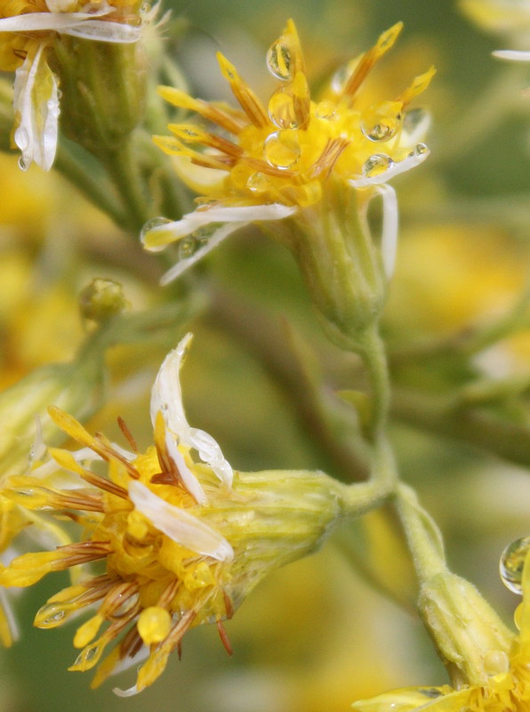 Image of Solidago virgaurea ssp. dahurica specimen.