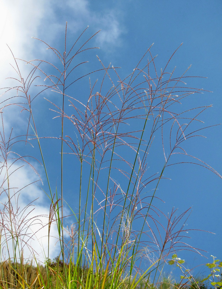 Изображение особи Miscanthus sinensis.