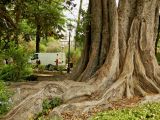 Ficus macrophylla