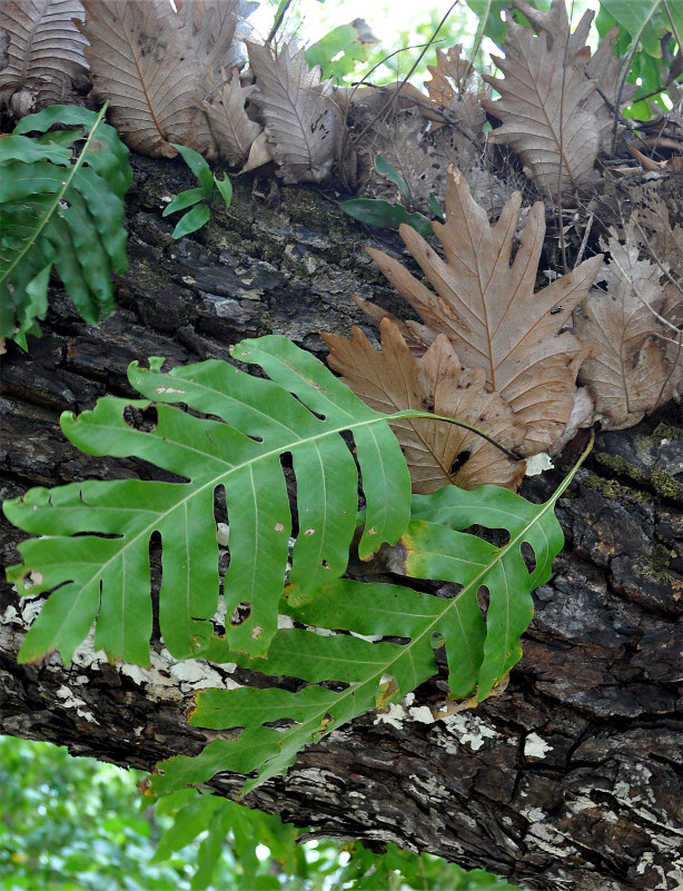 Изображение особи Drynaria quercifolia.