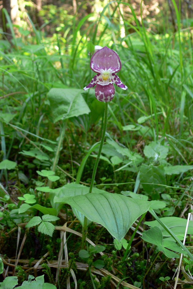 Изображение особи Cypripedium guttatum.