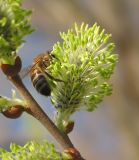 Salix cinerea. Соцветие и фуражирующая пчела медоносная (Apis mellifera L.). Восточный Казахстан, Уланский р-н, окр. с. Украинка. 23.04.2005.