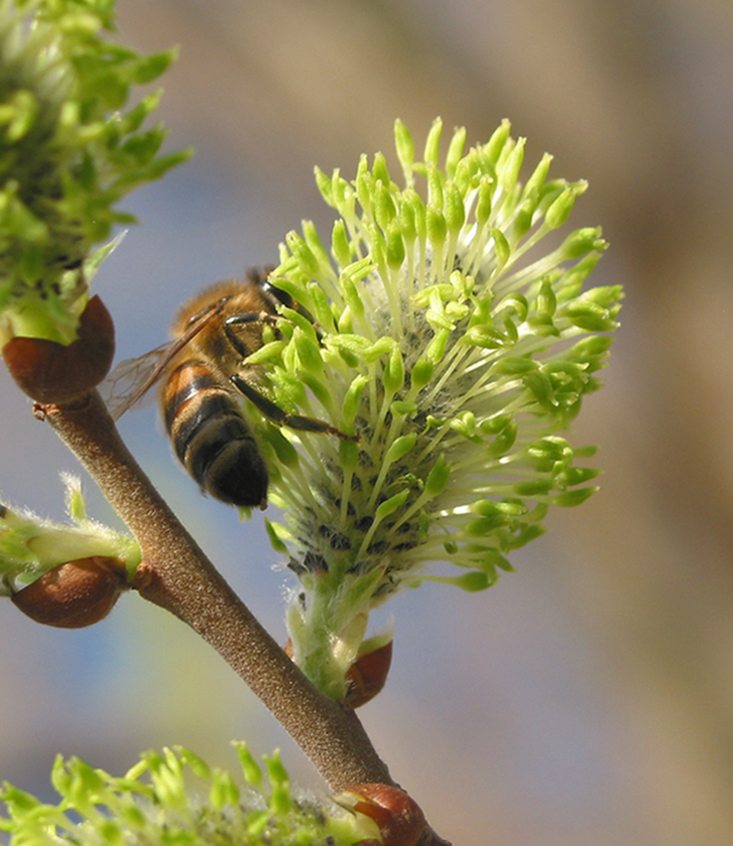 Image of Salix cinerea specimen.