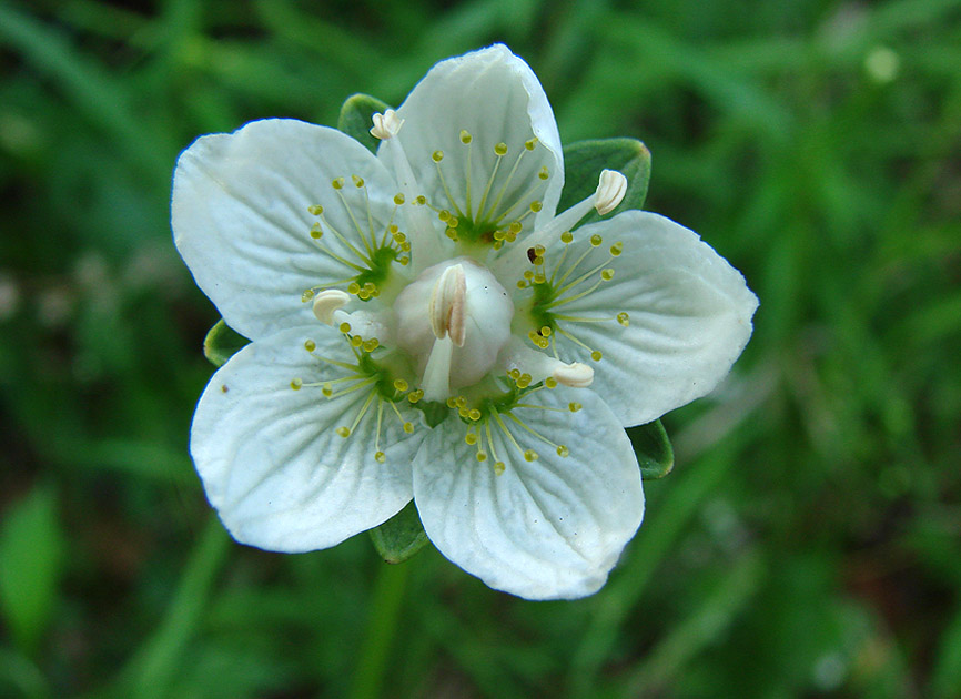 Image of Parnassia palustris specimen.