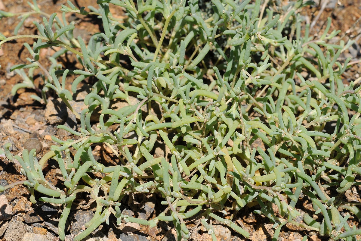 Image of Petrosimonia glauca specimen.