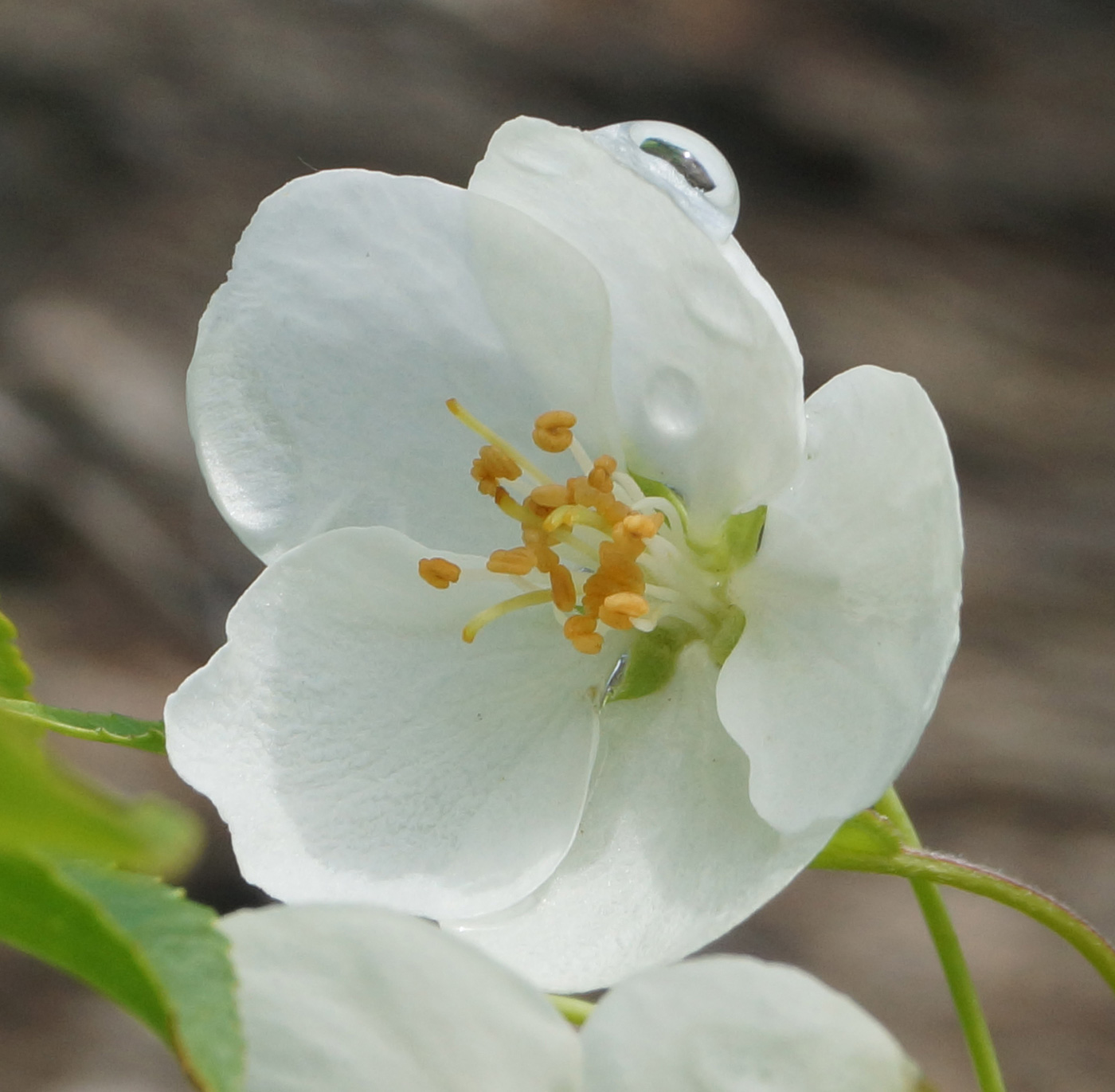 Изображение особи Malus domestica ssp. cerasifera.