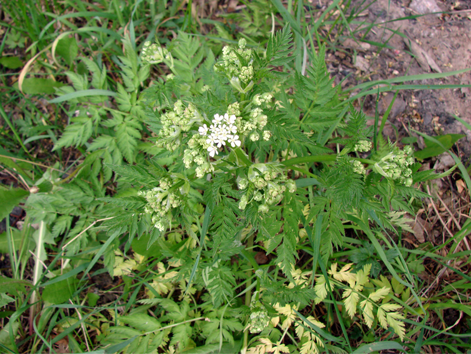 Image of Anthriscus sylvestris specimen.