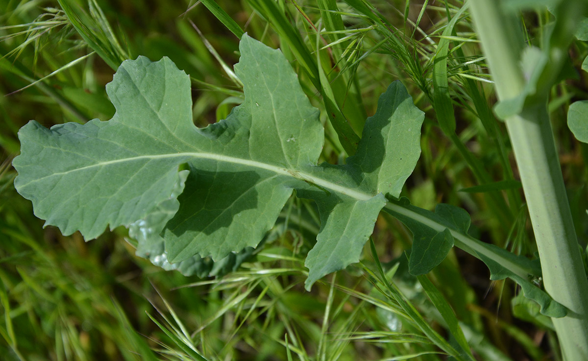 Изображение особи Brassica napus.