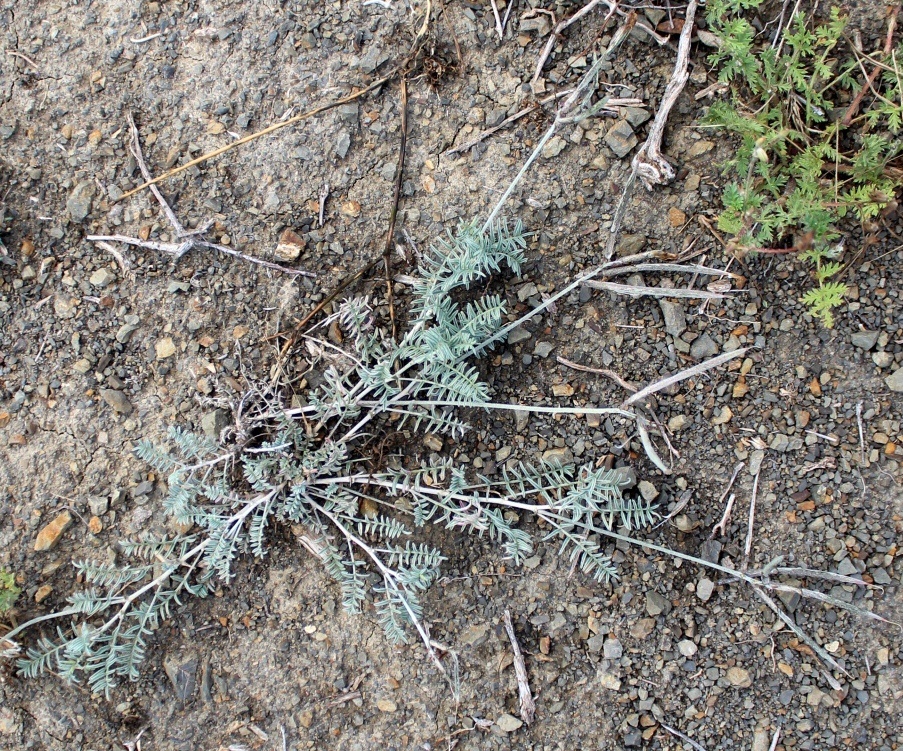 Image of Astragalus sumbari specimen.