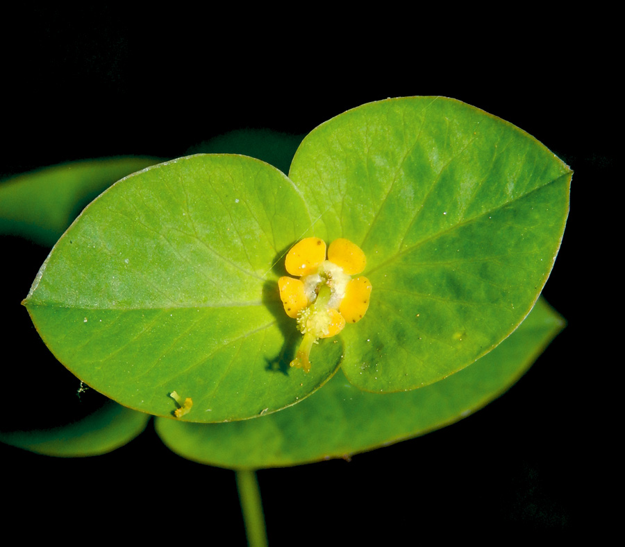 Image of Euphorbia squamosa specimen.