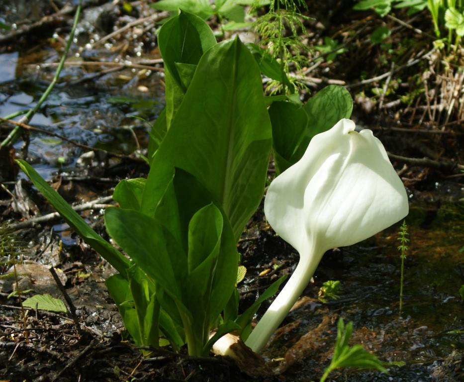 Image of Lysichiton camtschatcensis specimen.