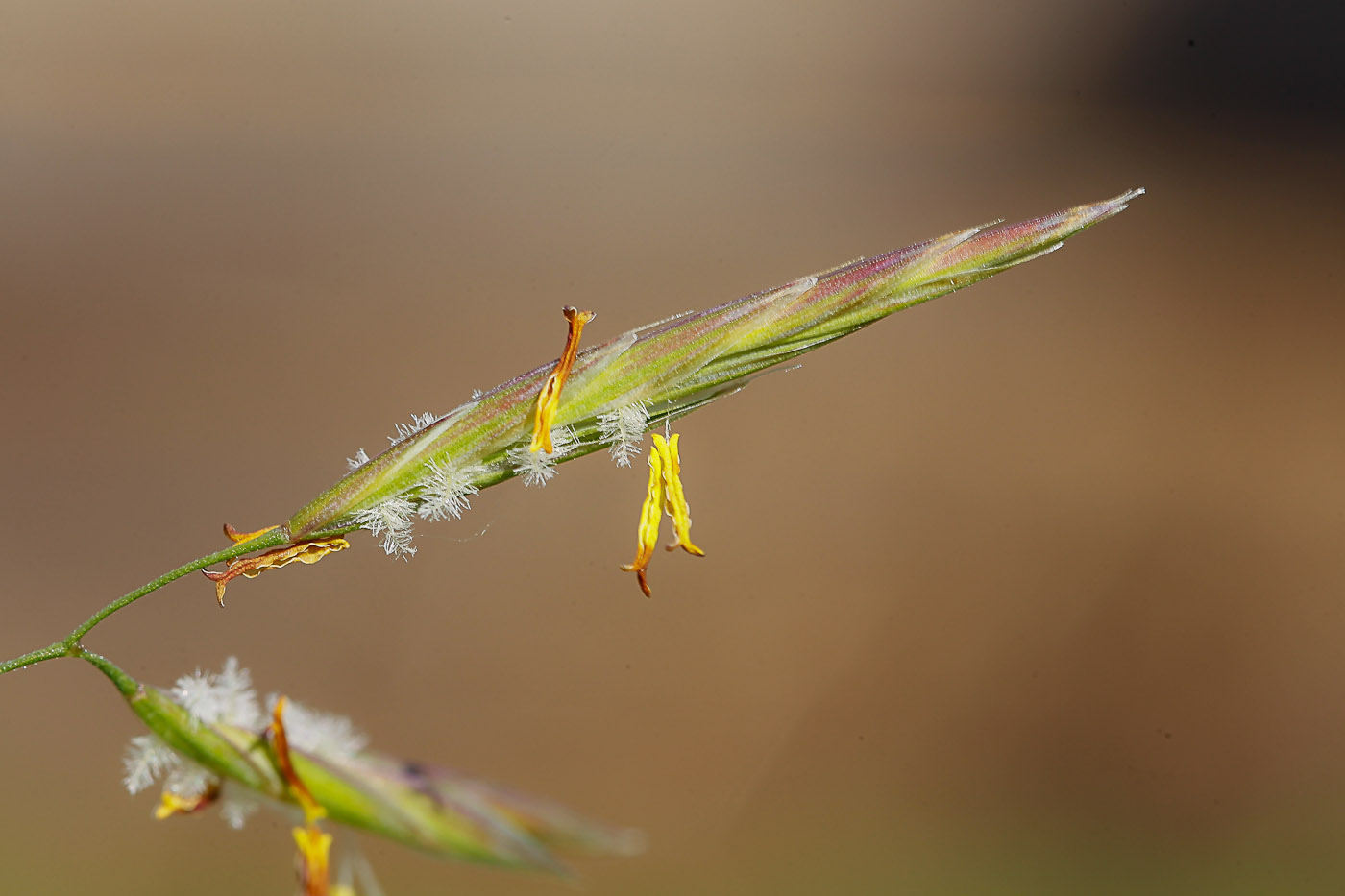 Изображение особи Bromopsis inermis.