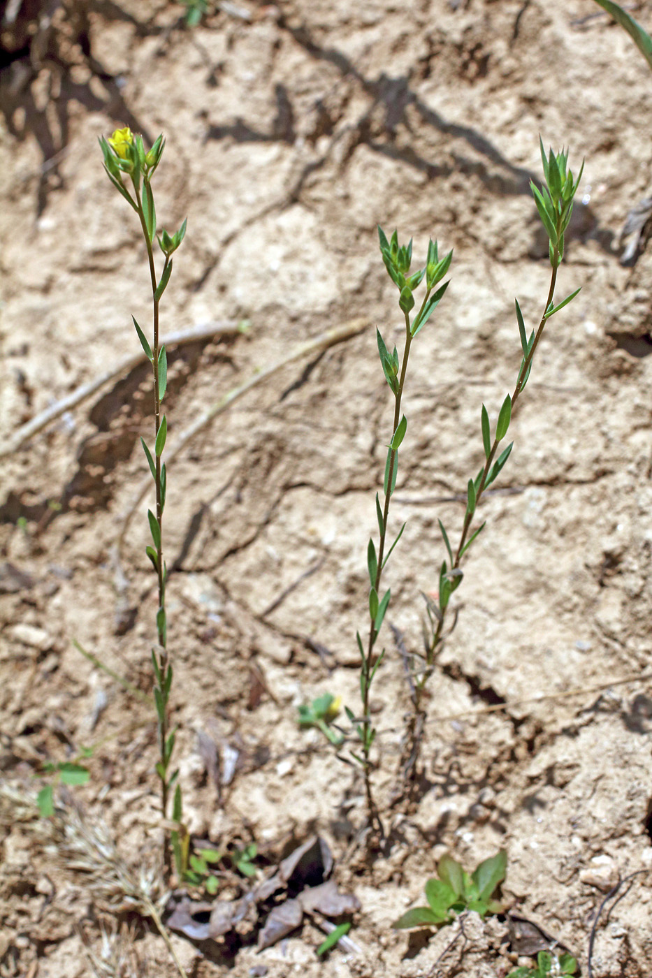 Image of Linum corymbulosum specimen.