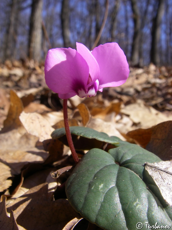 Image of Cyclamen coum specimen.