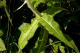 Cirsium helenioides. Часть побега. Северный Урал, Пермский край, правый берег р. Язьва на 5 км выше дер. Верх-Язьва. 21 августа 2016 г.