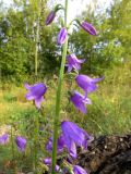 Campanula rapunculoides. Часть соцветия. Томск, ул. Мостовая, пустырь на месте стихийной свалки. 07.09.2016.