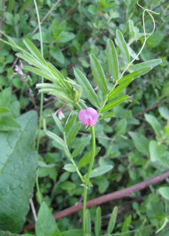 Image of Vicia angustifolia specimen.