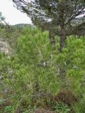 Pinus halepensis