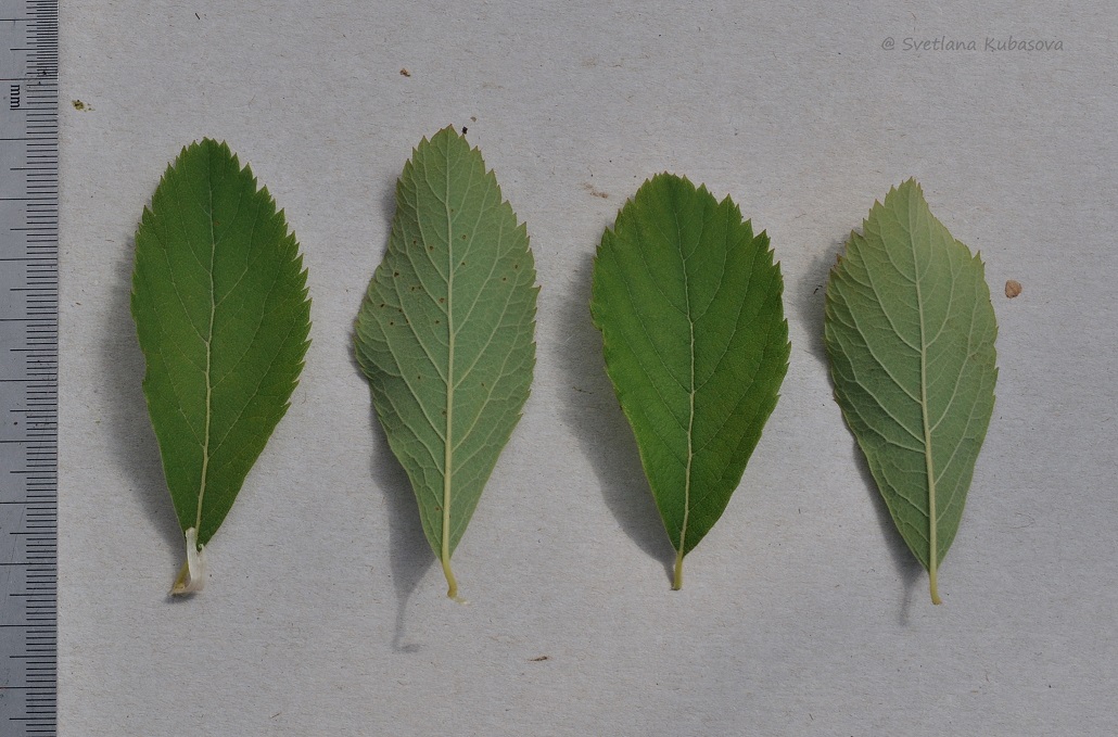 Image of Spiraea &times; billardii specimen.