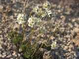 Draba ussuriensis. Цветущие растения. Магаданская обл., окр. Магадана, п-ов Старицкого, щебнистый склон сопки. 19.06.2010.