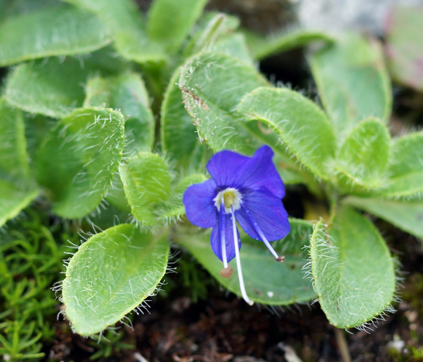 Изображение особи Veronica grandiflora.