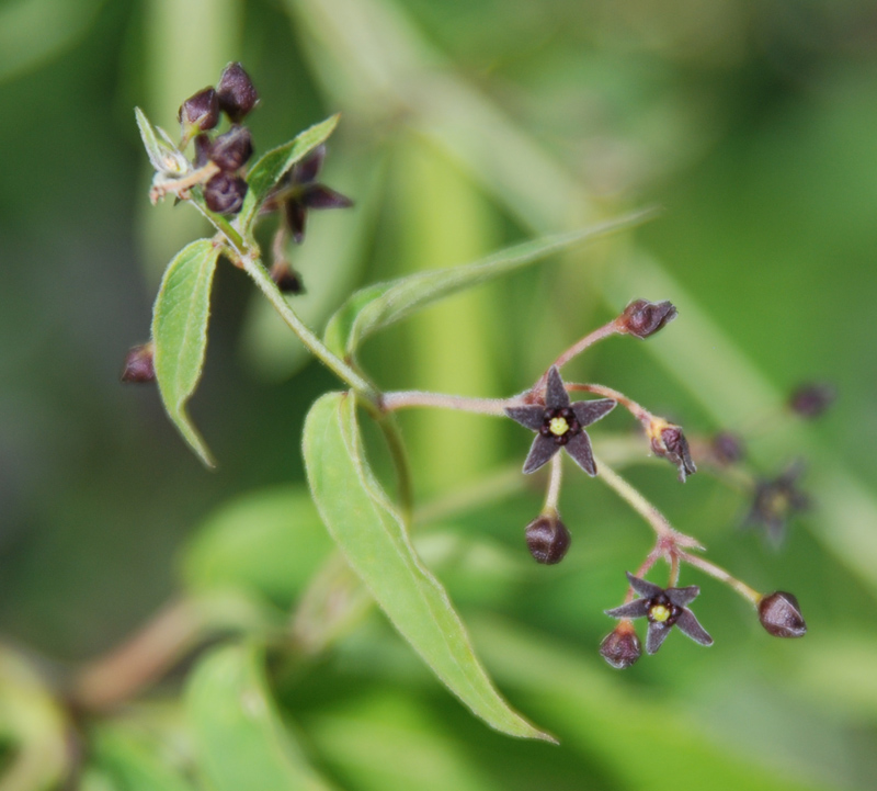 Изображение особи Vincetoxicum scandens.