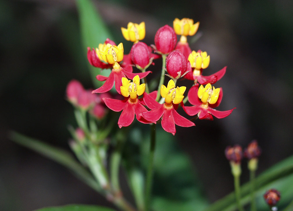 Изображение особи Asclepias curassavica.