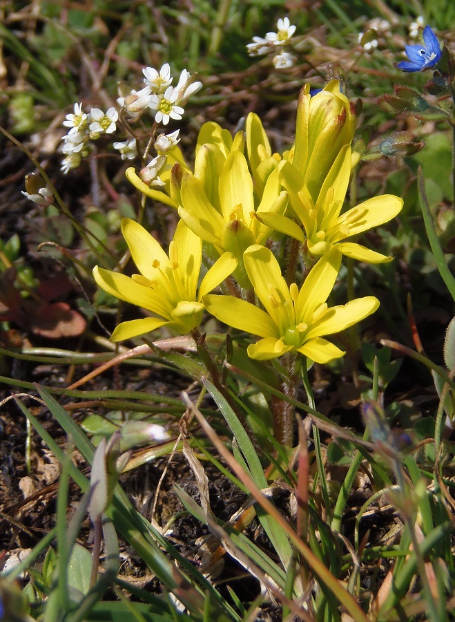 Image of Gagea bohemica specimen.