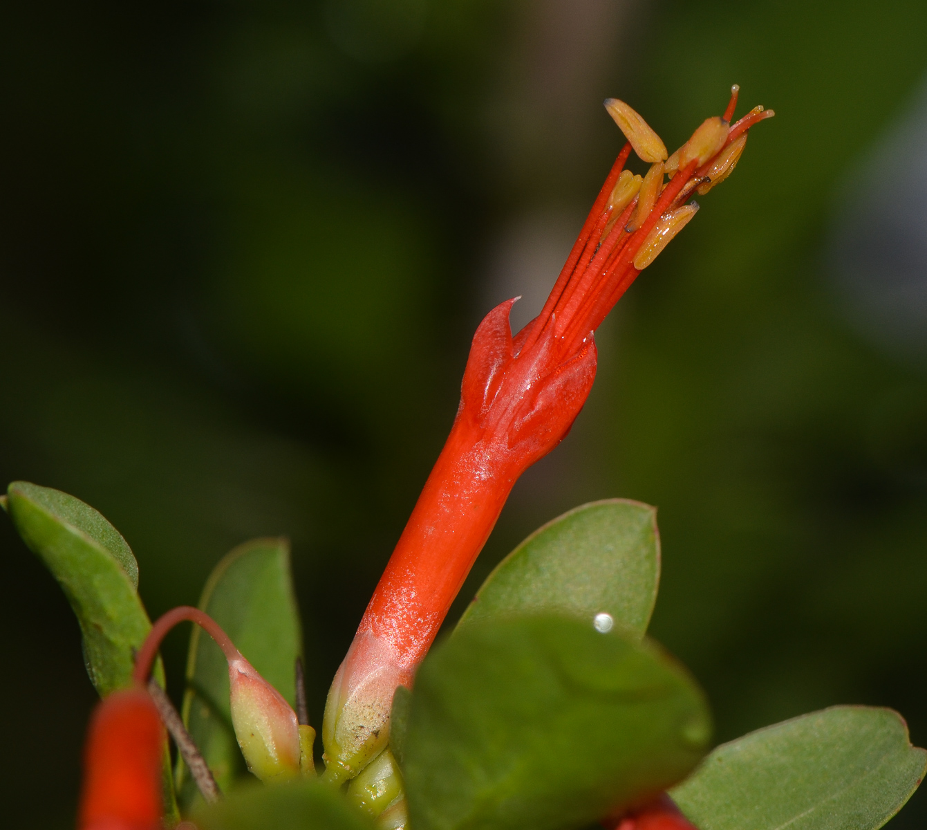 Image of Fouquieria diguetii specimen.